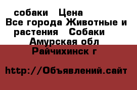 собаки › Цена ­ 2 500 - Все города Животные и растения » Собаки   . Амурская обл.,Райчихинск г.